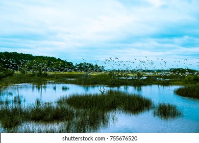 a group of seabirds fly in a flock over the salted water marsh of south carolina