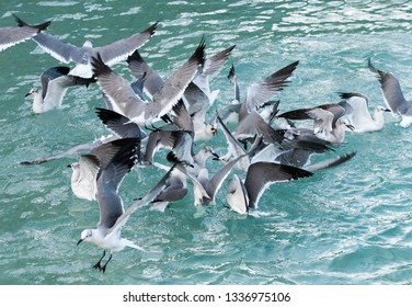 The Group Of Seagulls Fighting For Food That Was Dropped By Tourists (Nassau, Bahamas).