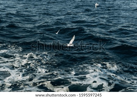 Similar – Image, Stock Photo formation seagulls Ocean