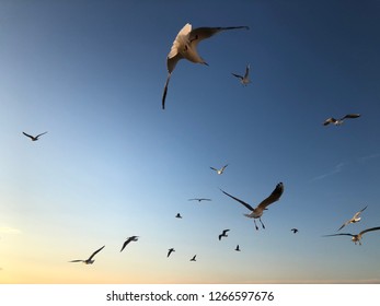 Group Seagulls Flying Stock Photo 1266597676 | Shutterstock