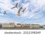 A group of seagulls on the blue sky of central Helsinki, Finland