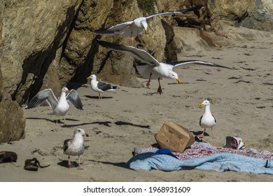 A Group Of Seagulls Stealing Food From An Abandoned Picnic Blanket