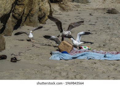 A Group Of Seagulls Stealing Food From An Abandoned Picnic Blanket