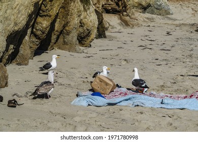 A Group Of Seagulls Stealing Food From An Abandoned Picnic Blanket