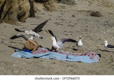 A Group Of Seagulls Stealing Food From An Abandoned Picnic Blanket