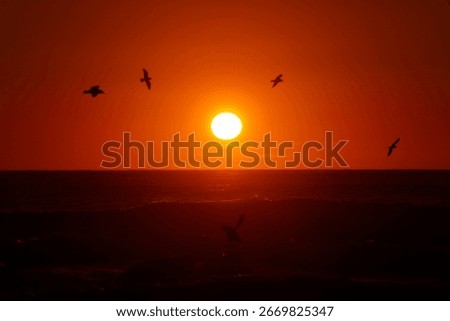 Group of seagulls at sunset