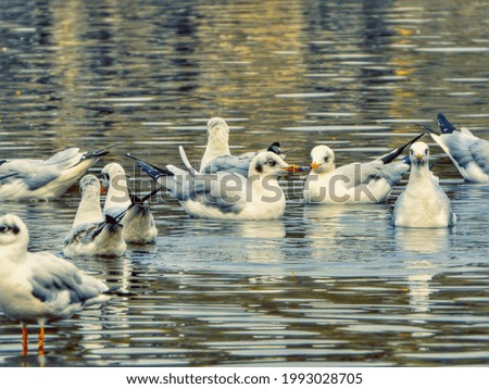 Similar – Image, Stock Photo seagull Nature Water