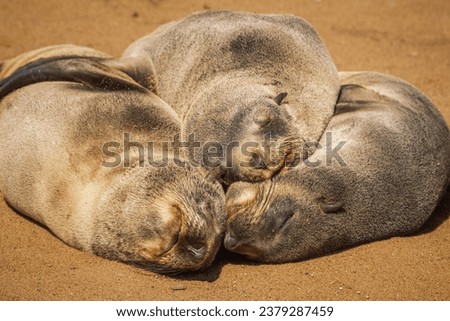 Group of seals dozing in the warm winter sun at Cape Cross Seal Reserve, Skeleton Coast, Namibia. Home to one of the largest colonies of Cape fur seals (Arctocephalus pusillus) in the world.