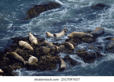 A group of seals lounging on rocky outcrops, basking in the sun as ocean waves crash around them. The scene captures the peaceful nature of marine life along the rugged coastline. - Powered by Shutterstock