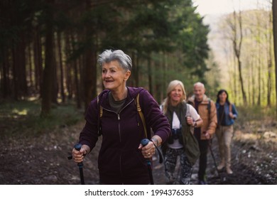 Group Of Seniors Hikers Outdoors In Forest In Nature, Walking.