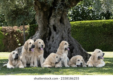 Group of seven Spanish Mastiffs purebred dog puppies lying on the grass