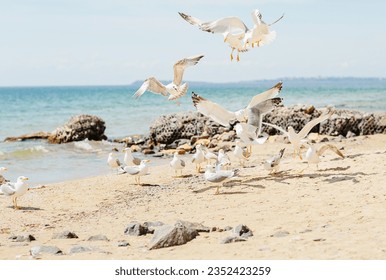 Group of several seagulls walking along the coastline of sandy beach on the Black Sea coast. Beautiful rocky seascape with waves splashing on the shore