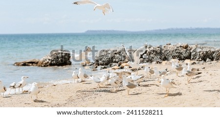 Group of several seagulls walking along the coastline of sandy beach on the Black Sea coast. Beautiful rocky seascape with waves splashing on the shore