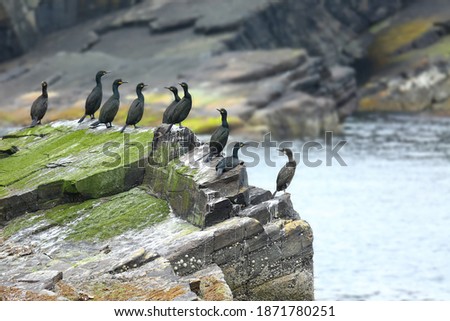 Group of Shag sea birds sitting on the cliff edge close to the ocean, Mousa, Shetland Islands, Scotland. 