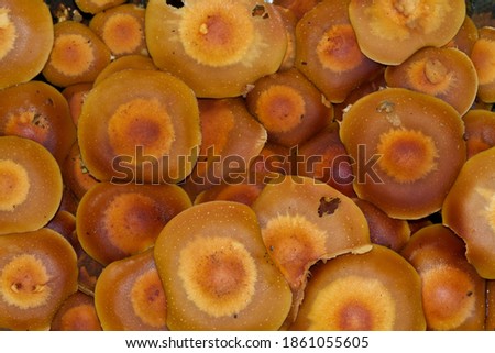 Group of Sheathed woodtuft mushrooms, growing en masse on a tree stump