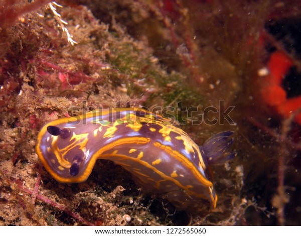 Nudibranchs are a group\
of soft-bodied, marine gastropod molluscs which shed their shells\
after their larval stage\
            \
