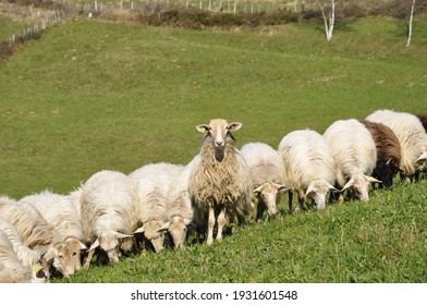 group of sheep eating grass and a sheep with its head raised