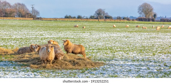 Group Of Sheep Eating Hay On The Cotswolds In Winter Snow , England, United Kingdom