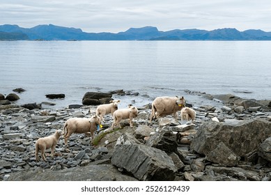 A group of sheep explores the rocky shoreline, calmly grazing amidst stunning coastal views and distant mountains on a cloudy day. - Powered by Shutterstock