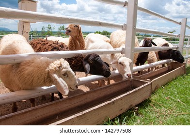 Group Of Sheep In Farm.