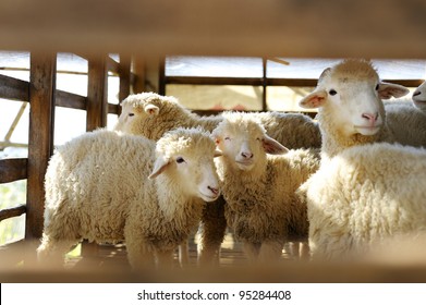 Group Of Sheep In Farm