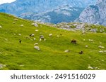 A group of sheep feeding on grass on a hilly mountain slope