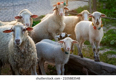 Group Of Sheep In The Field