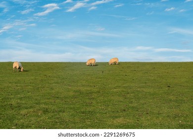 A group of sheep grazing on a grassy hill under a blue sky.