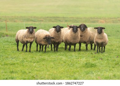 a group of sheep on a pasture stand next to each other and look into the camera