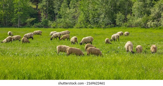 A group of sheep on a pasture stand next to each other. A small herd of Suffolk sheep with black face and legs in a summer meadow-travel photo, no people, selective focus, blurred - Shutterstock ID 2169622461
