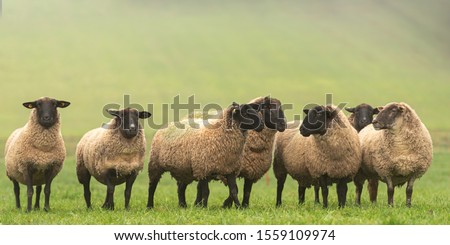 a group of sheep on a pasture stand next to each other and look into the camera