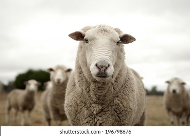 Group Of Sheep Ready To Follow