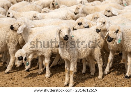 Group of sheep standing in open barn. Herd or flock of white healthy lambs. Outside city farm life. Livestock   rural animal concept idea image. Kurban bayram. Sacrifice feast.
