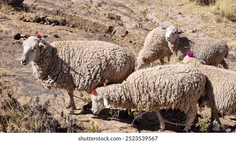 Group of sheep with thick woolly coats, each marked with red paint on their backs, grazing on a rugged terrain with sparse vegetation. - Powered by Shutterstock