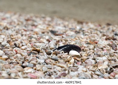 Group Shell On Sea Beach Stock Photo 460917841 | Shutterstock