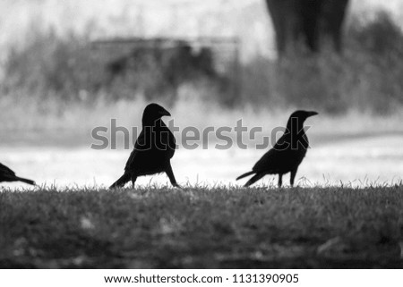 Group of shilouette crows