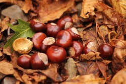 A Group Of Shiny Brown Chestnuts Laying On A Layer Of Dry Brown Fallen Chestnut Leaves. Conkers Out Of The Shells. Dry Chestnut Leaves With One Green Oak Leave. Typical Fall Image And Background.