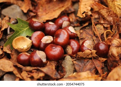 A group of shiny brown chestnuts laying on a layer of dry brown fallen chestnut leaves. Chestnuts out of the shell. Dry chestnut leaves with one green oak leave. Typical fall image and background.