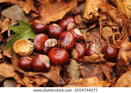 A group of shiny brown chestnuts laying on a layer of dry brown fallen chestnut leaves. Conkers out of the shells. Dry chestnut leaves with one green oak leave. Typical fall image and background.