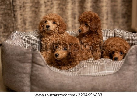 A group shot of adorable Poodle puppies. Very cute dogs. Cute little poodle puppies lie on a dog bed. Four adorable puppies with attractive appearance. High quality photo