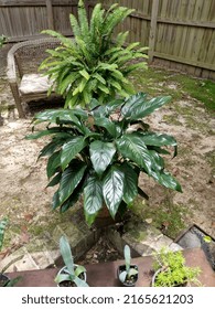 Group Shot Of Plant Fern And Peace Lilly