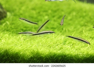 A group of Siamese algae eater (Crossocheilus oblongus)