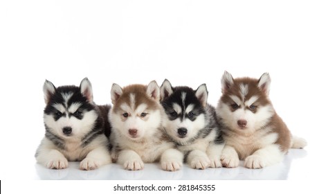 Group Siberian Husky Puppies Front White Stock Photo (Edit Now) 281845373