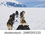 A group of Siberian Husky sled dogs on the road in Juneau, Alaska