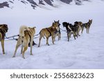 A group of Siberian Husky sled dogs on the road in Juneau, Alaska