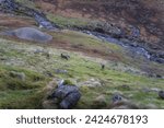 Group of Sika Deer, scientific name Cervus Nippon, grazing on a hill in Glendalough highlands. Hiking in beautiful autumn Wicklow Mountains, Ireland