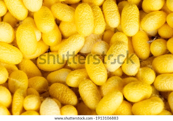 生の黄色いデートパームまたはデート 健康なフルーツ写真素材 Shutterstock
