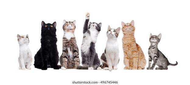 Group Of Sitting Cats Looking Up Isolated On White Background