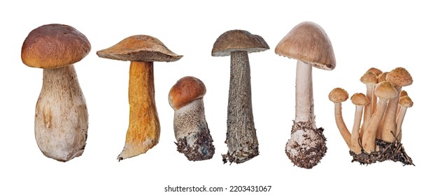 Group Six Edible Mushrooms Kinds Isolated Stock Photo 2203431067 ...