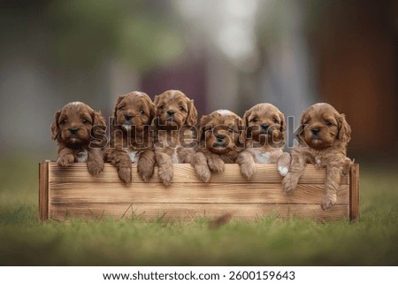 A group of six playful cavapoo puppies rests contentedly in a wooden box, surrounded by vibrant green grass and soft sunlight, exuding charm and cuteness. Their curly fur adds to the delightful sight